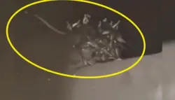 العثور على أكثر من 70 ثعباناً داخل مرحاض يُثير الذعر في قرية هندية