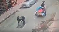 آش بان ليكم فهاد زوج شفارة محاميين على غطاء بالوعة وسط الشارع(فيديو)