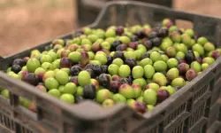 شنو تيوكلونا؟.. السلطات الفرنسية تمنع دخول شحنة زيتون بسبب “مبيد سام” محظور منذ خمس سنوات!