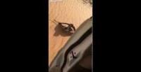 بالفيديو.. سعودي يصطاد طائرًا باستخدام صقر مدرب