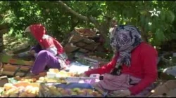 موسم جني الخوخ بأزرو