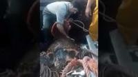 بحارة بالحسيمة يعثرون على سلحفاة كبيرة نادرة وينظفونها قبل إعادتها للبحر