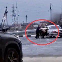 فيديو غريب.. رجل ينجح في وضع 3 بقرات داخل سيارة