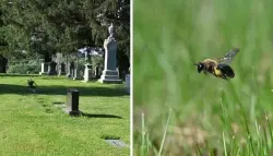 مقبرة هادئة تخفي عالماً صاخباً.. اكتشاف ملايين النحل تحت الأرض يفاجئ العلماء