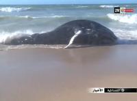 البحر يلفظ حوتا ضخما و نادرا بالداخلة‏