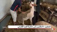 المغرب: 9 ملايين رأس ماشية لعيد الأضحى