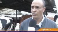 تقنية التهجين الإصطناعي للأبقار بجهة عبدة دكالة