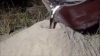 شاهد ما يحدث عند سكب الألمونيوم المنصهر داخل حفرة للنمل
