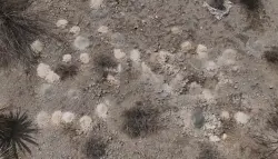 العثور على مئات الرفات البشرية المجهولة في صحراء نيفادا يهزّ الرأي العام الأمريكي