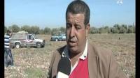عن تسويق البصل الأحمر والأبيض