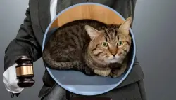 جدل في الصين بعد إدراج قطة ضمن مزاد قضائي لتسديد ديون مالكها