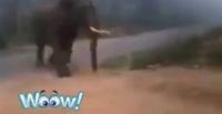 بالفيديو.. كلب صغير يطارد فيلا ضخما ويدفعه للفرار أمامه