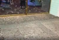 بالفيديو..جنادب تغزو لاس فيغاس وتطرد السياح