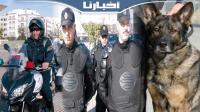 تعزيزات أمنية مكثفة وكلاب مدربة لتأمين احتفالات ليلة رأس السنة بتطوان