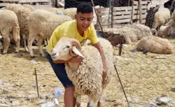 على خطى الجزائر.. تونس تقرر عدم إلغاء نحر أضحية العيد رغم الأزمة الخانقة ونشطاء ينشدون الاقتداء بأمير المؤمنين