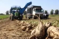 التساقطات المطرية الأخيرة تعزز آفاق زراعة الشمندر السكري بحوض ملوية