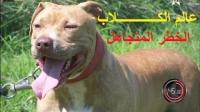 45 دقيقة عالم الكلاب : الخطر المتجاهل
