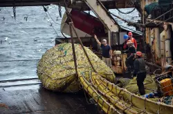 سفينة «نيكولاي تيلينكوف» الروسية تنهي عملية جمع بيانات الصيد في سواحل الصحراء المغربية