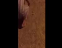 ضحك باسل ... بالفيديو: شاب يرمي ثعباناً على صديقه أثناء السجود