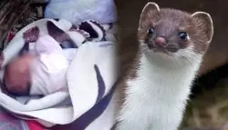 حادث مروّع .. "عرسة" تهاجم رضيعة وتنهشها حتى الموت