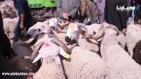 كاميرا "أخبارنا": أجواء لم تشاهدها من قبل.. الاقبال على الاسواق الاسبوعية استعدادا لعيد الأضحى