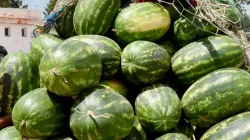 ميدلت.. دلاح زاكورة ينعش الأسواق الوطنية مع أولى موجات الحر