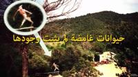 حيوانات غامضة لم يثبت وجودها..!!