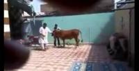 بالفيديو.. ثور يلقن ذابحه درسًا قاسيًا لن ينساه
