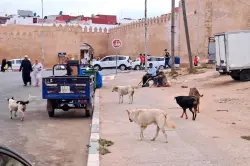 هل أطلق المغرب حملة للقضاء على 3 ملايين كلب شوارع قبل احتضان المونديال؟.. وزارة الداخلية تقطع الشك باليقين