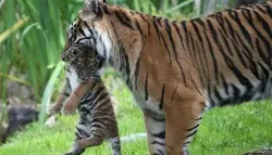 علماء يكشفون: افتراس الحيوانات لصغارها ليس شذوذاً... بل استراتيجية بقاء