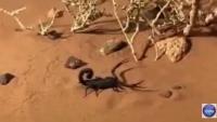 شاهد كيف تأكل العقارب بعضها البعض