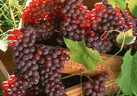 العنب الأحمر يقي من فقدان حاسة السمع