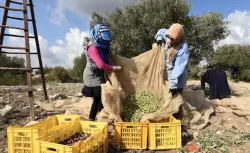 فرصة للراغبين في الهجرة.. إسبانيا تستعد لتوظيف 45 ألف عامل في موسم جني الزيتون بأجر يومي يتجاوز 62 يورو