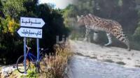 مستجدات واقعة شبيه "النمر" الذي روع زوار غابة "السلوقية" ضواحي طنجة