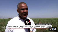المغرب .. ارتفاع محاصيل الزراعات السكرية في منطقة الغرب