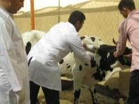 زيادات مهمة في تعويضات بياطرة القطاع العام وهذه قيمتها