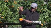 بركان ..عاصمة البرتقال