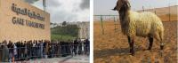 بعد حرمانهم من السفر .. صفحات طنجاوية تدعو إلى التآزر مع المستخدمين بمناسبة عيد الأضحى