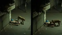 فيديو أسد يشمّ متشرداً في الهند يُذهل الملايين... والحقيقة صادمة