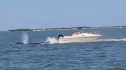 لحظات مرعبة.. حوت يصطدم بقارب في البحر ويلقى حتفه بعد الحادث