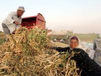 "زوجتان لكل مزارع"..قرض بنكي لحل العنوسة في مصر و تشجيع تعدد الزوجات