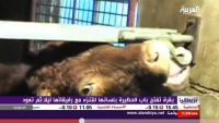 بقرة تخرج للتنزه  مع رفيقاتها ليلا ثم تعود للحظيرة و تغلق الباب