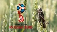 روسيا تخشى اقتحام الجراد للملاعب التي ستستضيف مباريات المونديال