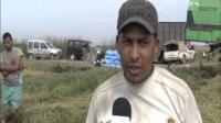 زراعة الأرز بمنطقة الغرب