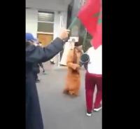 رقصة "الركادة" لمحتج ضد "بان كي مون" في مسيرة الرباط