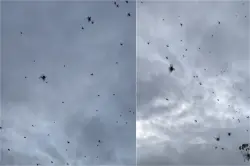 بالفيديو..السماء تمطر عناكب سوداء بالبرازيل وسط ذهول المارة