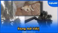 لحظة إنقاذ قط بعد أن علق فوق نخلة وسط مدينة وجدة