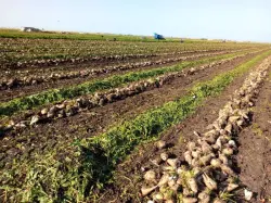 التساقطات المطرية عززت نمو الشمندر السكري بحوض ملوية