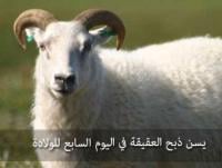 أحكام العقيقة