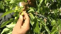 هذه هي أسباب تأخر نضج الكرز (حب الملوك) بإقليم إفران